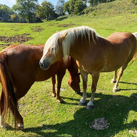 Narciso B&B Valbrona Dış mekan fotoğraf