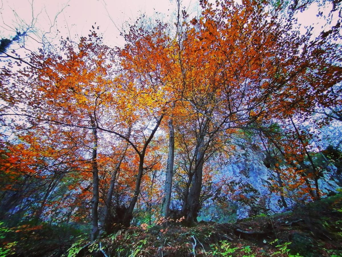Narciso B&B Valbrona Dış mekan fotoğraf