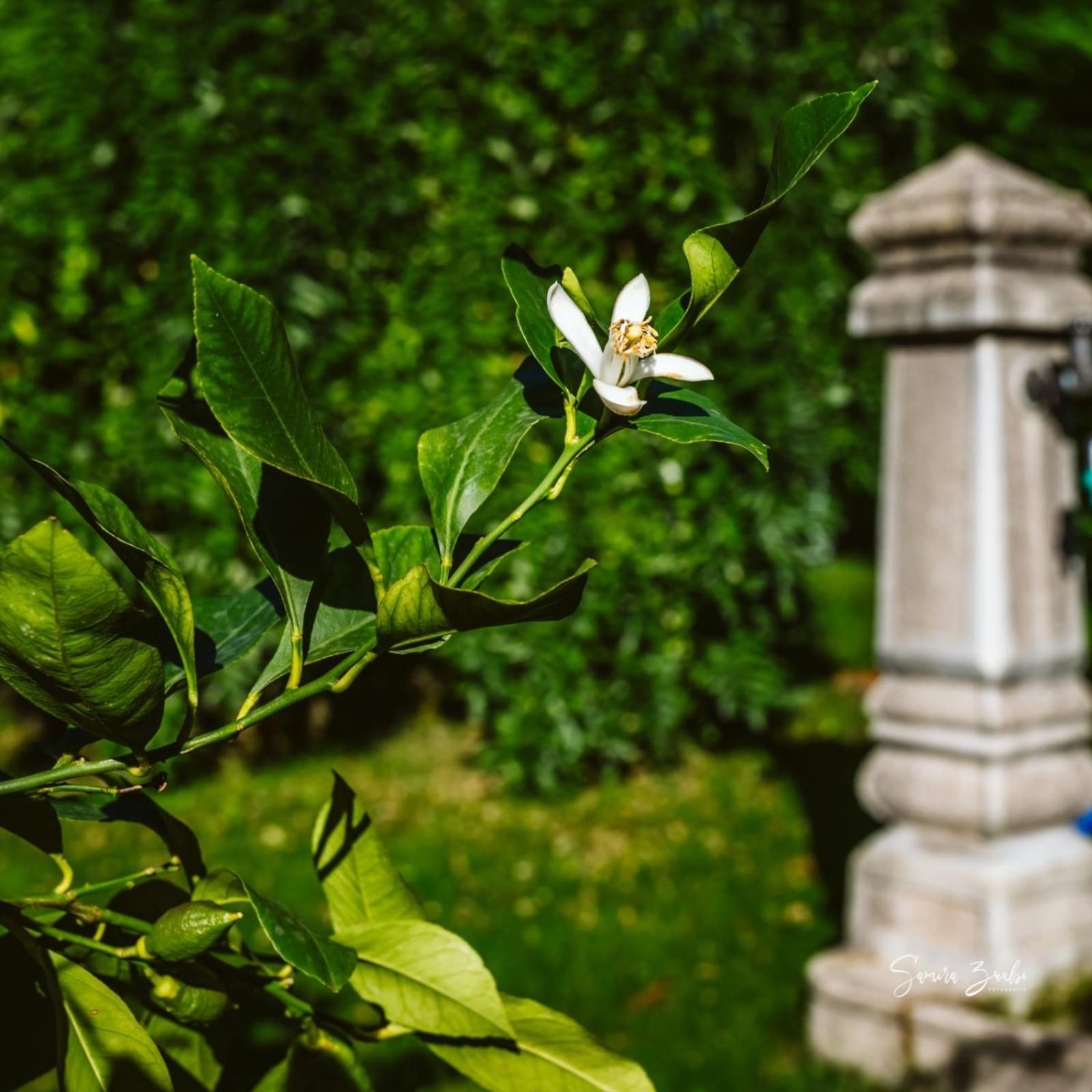 Narciso B&B Valbrona Dış mekan fotoğraf